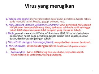 Virus yang merugikan
g. Rabies (gila anjing) menyerang sistem saraf pusat penderita. Gejala rabies
pada manusia : sakit kepala, gugup, demam, lesu.
h. AIDS (Aquired Immune Defticiency Syndrome) virus penyebab AIDS adalah
HIV (Human Immunodeficiency Virus) terhadap sel darah putih sehingga
tubuh tidak dapat melawan bibit penyakit yang masuk ke tubuh.
i. Ebola, pernah mewabah di Zaire, Afrika tahun 1995. Virus ini disebabkan
pendarahan hebat pada penderita. Gejala adalah sakit kepala, muntah
darah, dan kerusakan jaringan tubuh.
j. Virus DHF (dengue hemoage fever); menyebabkan demam berdarah.
K. Virus trakom; ditandai dengan bintik- bintik merah pada selaput
mata.
L. Poliomeylitis ; (virus ARN) Faring dan usus halus, kemudian darah:
neuromotorik di vertebrata/tulang punggung.
22
 