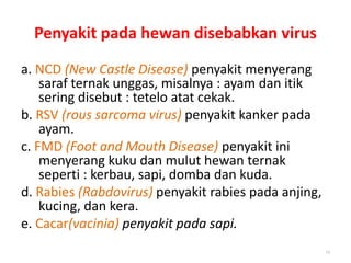 Penyakit pada hewan disebabkan virus
a. NCD (New Castle Disease) penyakit menyerang
saraf ternak unggas, misalnya : ayam dan itik
sering disebut : tetelo atat cekak.
b. RSV (rous sarcoma virus) penyakit kanker pada
ayam.
c. FMD (Foot and Mouth Disease) penyakit ini
menyerang kuku dan mulut hewan ternak
seperti : kerbau, sapi, domba dan kuda.
d. Rabies (Rabdovirus) penyakit rabies pada anjing,
kucing, dan kera.
e. Cacar(vacinia) penyakit pada sapi.
23
 