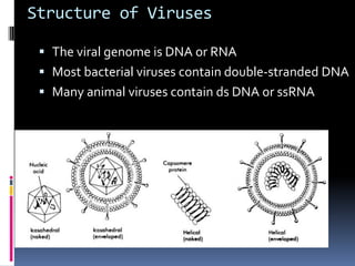 Structure of Viruses
 The viral genome is DNA or RNA
 Most bacterial viruses contain double-stranded DNA
 Many animal viruses contain ds DNA or ssRNA
 
