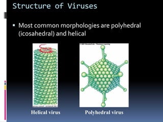 Structure of Viruses
 Most common morphologies are polyhedral
(icosahedral) and helical
Polyhedral virus
Helical virus
 