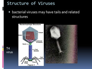 Structure of Viruses
 bacterial viruses may have tails and related
structures
T4
virus
 