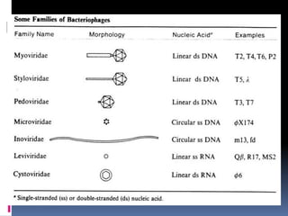 Some Families of Bacteriophage
 