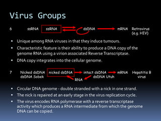 Virus Groups
 Unique among RNA viruses in that they induce tumours.
 Characteristic feature is their ability to produce a DNA copy of the
genome RNA using a virion associated ReverseTranscriptase.
 DNA copy integrates into the cellular genome.
 Circular DNA genome - double stranded with a nick in one strand.
 The nick is repaired at an early stage in the virus replication cycle.
 The virus encodes RNA polymerase with a reverse transcriptase
activity which produces a RNA intermediate from which the genome
DNA can be copied.
6 ssRNA mRNA
dsDNA
ssRNA Retrovirus
(e.g. HIV)
7 Nicked dsDNA
dsDNA Sobek
Hepatitis B
virus
nicked dsDNA intact dsDNA
dsDNA Utuh
mRNA
RNA
 