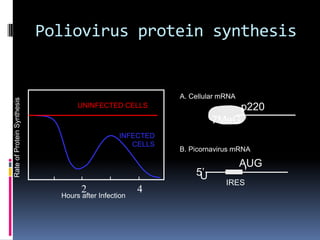 UNINFECTED CELLS
INFECTED
CELLS
Rate
of
Protein
Synthesis
2 4
Hours after Infection
7MeG
p220
IRES
AUG
U
5’
A. Cellular mRNA
B. Picornavirus mRNA
Poliovirus protein synthesis
 