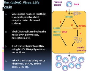 The (dsDNA) Virus Life
Cycle
1. Virus enters host cell (method
is variable, involves host
receptor molecule on cell
surface)
2. Viral DNA replicated using the
host's DNA polymerase,
nucleotides, etc.
3. DNA transcribed into mRNA
using host's RNA polymerase,
nucleotides
4. mRNA translated using host's
ribosomes, tRNAs, amino
acids, GTP, etc.
DNA
Protein
capsid
1
3
2
mRNA
DNA
capsid
proteins
4
 