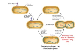 Temperate phages can
follow both cycles
Prophage can
exist in a dormant
state for a long
time
It will undergo
the lytic cycle
Bacteriophage
 
