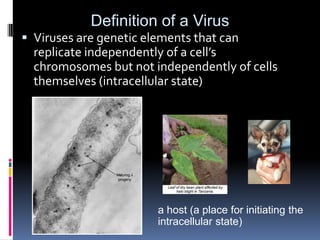  Viruses are genetic elements that can
replicate independently of a cell’s
chromosomes but not independently of cells
themselves (intracellular state)
Definition of a Virus
a host (a place for initiating the
intracellular state)
 