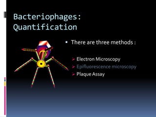 Bacteriophages:
Quantification
 There are three methods :
 Electron Microscopy
 Epifluorescence microscopy
 Plaque Assay
 