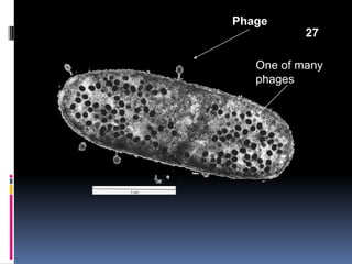 Phage
One of many
phages
27
 