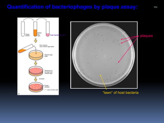 Quantification of bacteriophages by plaque assay:
host bacterial cells
plaques
“lawn” of host bacteria
Ph2
 