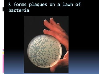 l forms plaques on a lawn of
bacteria
 