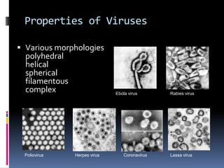 Properties of Viruses
 Various morphologies
polyhedral
helical
spherical
filamentous
complex Ebola virus Rabies virus
Poliovirus Herpes virus Coronavirus Lassa virus
 