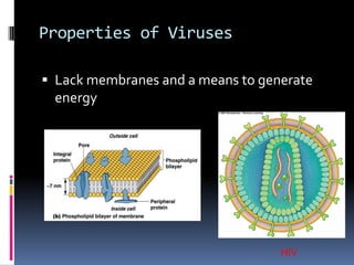 Properties of Viruses
 Lack membranes and a means to generate
energy
HIV
 