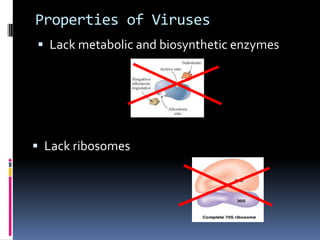 Properties of Viruses
 Lack metabolic and biosynthetic enzymes
 Lack ribosomes
 