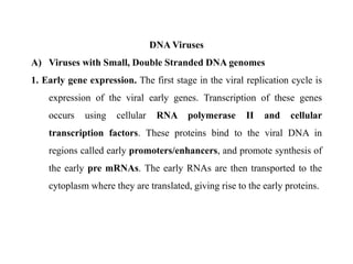 DNA Viruses
A) Viruses with Small, Double Stranded DNA genomes
1. Early gene expression. The first stage in the viral replication cycle is
expression of the viral early genes. Transcription of these genes
occurs using cellular RNA polymerase II and cellular
transcription factors. These proteins bind to the viral DNA in
regions called early promoters/enhancers, and promote synthesis of
the early pre mRNAs. The early RNAs are then transported to the
cytoplasm where they are translated, giving rise to the early proteins.
 