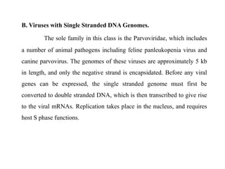 B. Viruses with Single Stranded DNA Genomes.
The sole family in this class is the Parvoviridae, which includes
a number of animal pathogens including feline panleukopenia virus and
canine parvovirus. The genomes of these viruses are approximately 5 kb
in length, and only the negative strand is encapsidated. Before any viral
genes can be expressed, the single stranded genome must first be
converted to double stranded DNA, which is then transcribed to give rise
to the viral mRNAs. Replication takes place in the nucleus, and requires
host S phase functions.
 