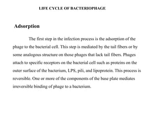 LIFE CYCLE OF BACTERIOPHAGE
The first step in the infection process is the adsorption of the
phage to the bacterial cell. This step is mediated by the tail fibers or by
some analogous structure on those phages that lack tail fibers. Phages
attach to specific receptors on the bacterial cell such as proteins on the
outer surface of the bacterium, LPS, pili, and lipoprotein. This process is
reversible. One or more of the components of the base plate mediates
irreversible binding of phage to a bacterium.
Adsorption
 