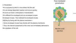 B) Entry via endosomes at the cell surface – Some enveloped viruses
require an acid pH for fusion to occur & are unable to...