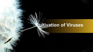 Incubation of virus into animal
• Viruses which are not cultivated in embryonated egg and tissue culture are cultivated in...