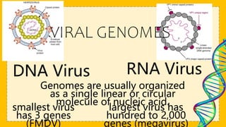 DNA Virus RNA Virus
VIRAL GENOMES
Genomes are usually organized
as a single linear or circular
molecule of nucleic acid.
smallest virus
has 3 genes
(FMDV)
largest virus has
hundred to 2,000
genes (megavirus)
 