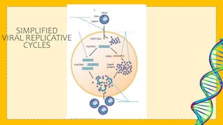 SIMPLIFIED
VIRAL REPLICATIVE
CYCLES
 