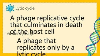 Lytic cycle
A phage replicative cycle
that culminates in death
of the host cell
Virulent phage
A phage that
replicates only by a
 