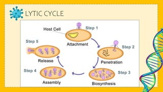 LYTIC CYCLE
 