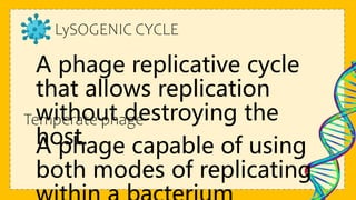 LySOGENIC CYCLE
A phage replicative cycle
that allows replication
without destroying the
host.
Temperate phage
A phage capable of using
both modes of replicating
 