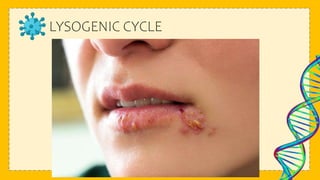 LYSOGENIC CYCLE
 