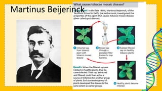 Martinus Beijerinck
 