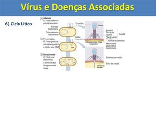 Vírus e Doenças Associadas
6) Ciclo Lítico
 