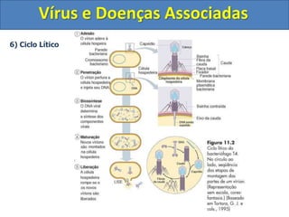Vírus e Doenças Associadas
6) Ciclo Lítico
 