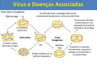 Ciclo Lítico e Lisogênico
DNA do fago
Cromossomo
bacteriano
Ciclo lítico Ciclo
lisogênico
O fago multiplica-se na
bactéria hospedeira
O casionalmente, o profago solta-se do
cromossomo bacteriano e inicia um ciclo lítico
A célula é lisada
liberando os fagos A bactéria se reproduz
normalmente, copiando o
profago e transmitindo-o
às células-filhas
Ou
As sucessivas divisões
celulares geram uma
população de bactérias
portadoras do profago
Genoma
viral
Vírus e Doenças Associadas
 