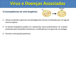 Vírus e Doenças Associadas
7) Conseqüências do ciclo lisogênico
1. Células contendo o genoma viral (profago) são imunes à reinfecção por um fago da
mesma espécie.
2. As células hospedeiras podem vir a apresentar novas características. Ex: A toxina
produzida pelo Clostridium botulinum, é codificada por um gene de um profago.
3. Permite a transdução bacteriana
Genoma
viral
 