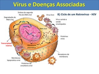 Síntese da segunda
fita de DNA viral
Receptores de
membrana
Vírus livre
Proteínas do
envoltório viral
Membrana
lipoprotéica viral
Degradação do
RNA viral
Proteínas
virais
Membrana
plasmática
RNA viral
Vírus e Doenças Associadas
8) Ciclo de um Retrovírus - HIV
Transcriptase
reversa
Vírus saindo e
sendo
envelopados
 