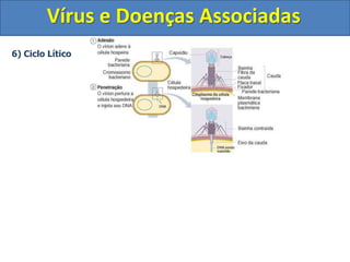 Vírus e Doenças Associadas
6) Ciclo Lítico
 