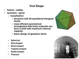 Viral Shape
• helical - rodlike
• isometric - spiral
– Icosahedron
• structure with 20 equilateral triangular
facets
• most efficient symmetrical
arrangement that linear subunits can
form a shell with maximum internal
capacity
• basic design of geodesic dome
• Spherical
• Rod-shaped
• Brick-shaped
• Tadpole-shaped
• Bullet-shaped
• Filament
 