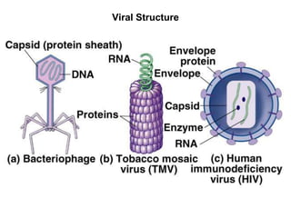 Viral Structure
Viral Structure
 