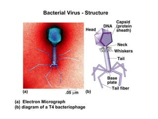 Bacterial Virus - Structure
(a) Electron Micrograph
(b) diagram of a T4 bacteriophage
 