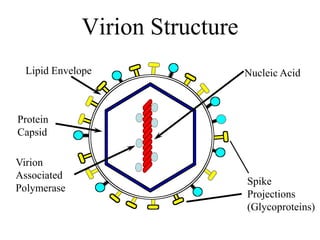 Virion Structure
Nucleic Acid
Spike
Projections
(Glycoproteins)
Protein
Capsid
Lipid Envelope
Virion
Associated
Polymerase
 