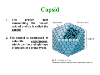 Capsid
1. The protein coat
surrounding the nucleic
acid of a virus is called the
capsid.
2. The capsid is composed of
subunits, capsomeres,
which can be a single type
of protein or several types.
 