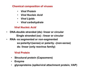 Chemical composition of viruses
• Viral Protein
• Viral Nucleic Acid
• Viral Lipids
• Viral carbohydrate
Viral Nucleic Acid
• DNA-double stranded (ds): linear or circular
Single stranded (ss) : linear or circular
• RNA- ss:segmented or non-segmented
ss:polarity+(sense) or polarity –(non-sense)
ds: linear (only reovirus family)
Viral Protein
• Structural protein (Capsomere)
• Enzyme
• glycoproteins (spike/viral attachment protein, VAP)
 
