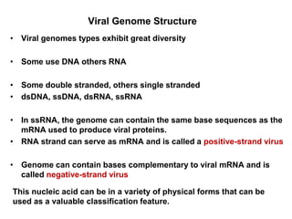 Viral Genome Structure
• Viral genomes types exhibit great diversity
• Some use DNA others RNA
• Some double stranded, others single stranded
• dsDNA, ssDNA, dsRNA, ssRNA
• In ssRNA, the genome can contain the same base sequences as the
mRNA used to produce viral proteins.
• RNA strand can serve as mRNA and is called a positive-strand virus
• Genome can contain bases complementary to viral mRNA and is
called negative-strand virus
This nucleic acid can be in a variety of physical forms that can be
used as a valuable classification feature.
 