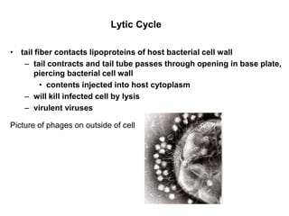 Lytic Cycle
• tail fiber contacts lipoproteins of host bacterial cell wall
– tail contracts and tail tube passes through opening in base plate,
piercing bacterial cell wall
• contents injected into host cytoplasm
– will kill infected cell by lysis
– virulent viruses
Picture of phages on outside of cell

 
