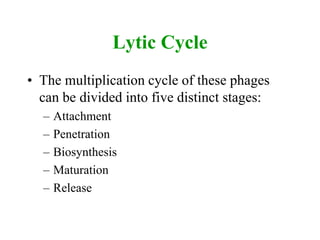 Lytic Cycle
• The multiplication cycle of these phages
can be divided into five distinct stages:
– Attachment
– Penetration
– Biosynthesis
– Maturation
– Release
 