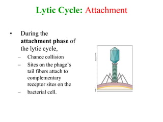 Lytic Cycle: Attachment
• During the
attachment phase of
the lytic cycle,
– Chance collision
– Sites on the phage’s
tail fibers attach to
complementary
receptor sites on the
– bacterial cell.
 