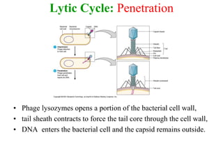 Lytic Cycle: Penetration
• Phage lysozymes opens a portion of the bacterial cell wall,
• tail sheath contracts to force the tail core through the cell wall,
• DNA enters the bacterial cell and the capsid remains outside.
 