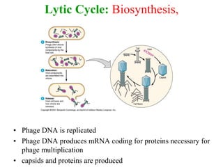 Lytic Cycle: Biosynthesis,
• Phage DNA is replicated
• Phage DNA produces mRNA coding for proteins necessary for
phage multiplication
• capsids and proteins are produced
 