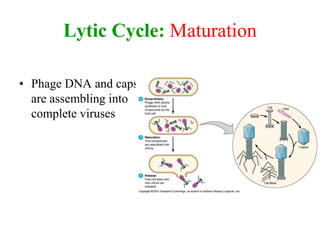 Lytic Cycle: Maturation
• Phage DNA and capsids
are assembling into
complete viruses
 