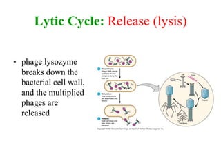 Lytic Cycle: Release (lysis)
• phage lysozyme
breaks down the
bacterial cell wall,
and the multiplied
phages are
released
 